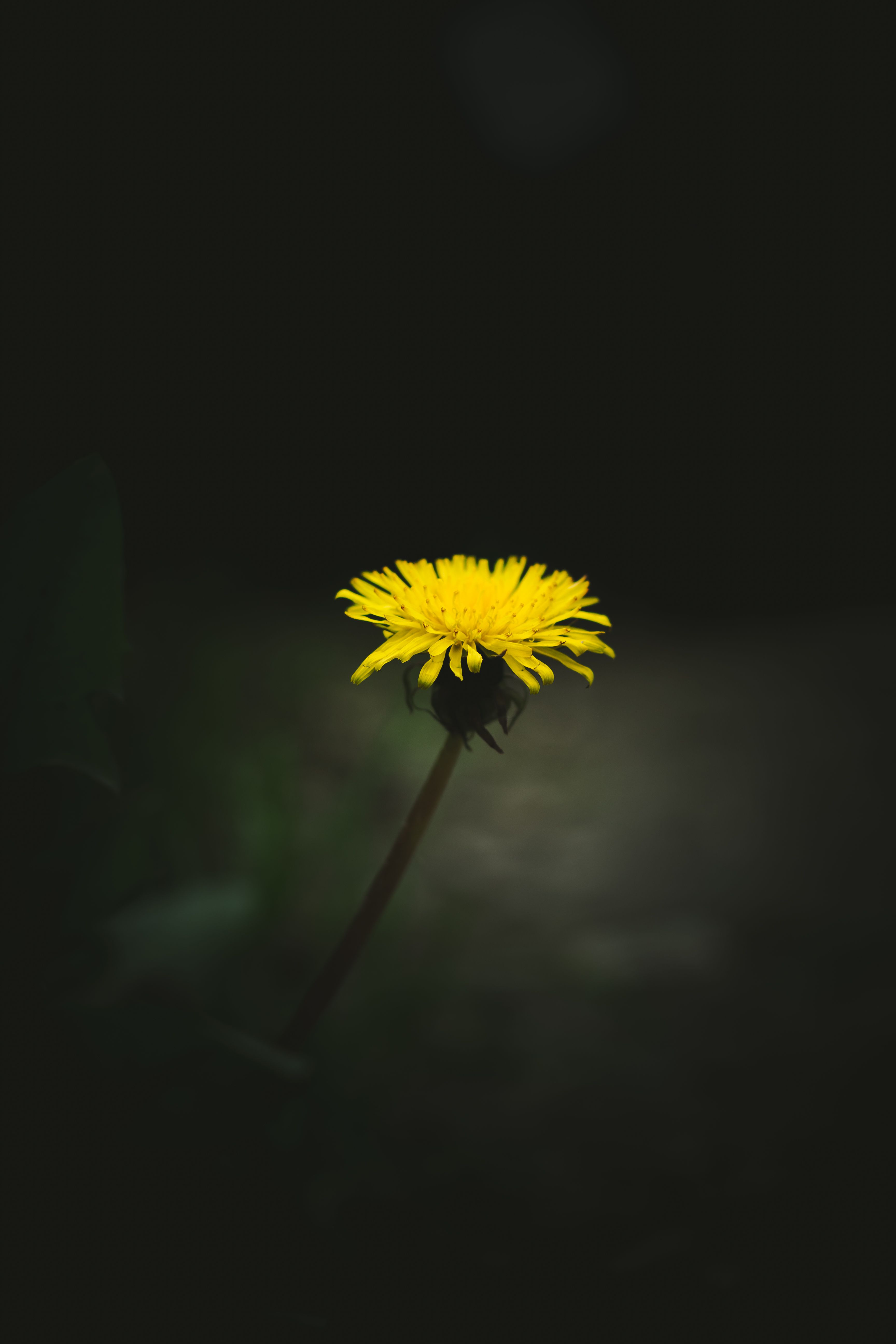 A single yellow dandelion flower stands out against a dark, moody background with soft, natural light.