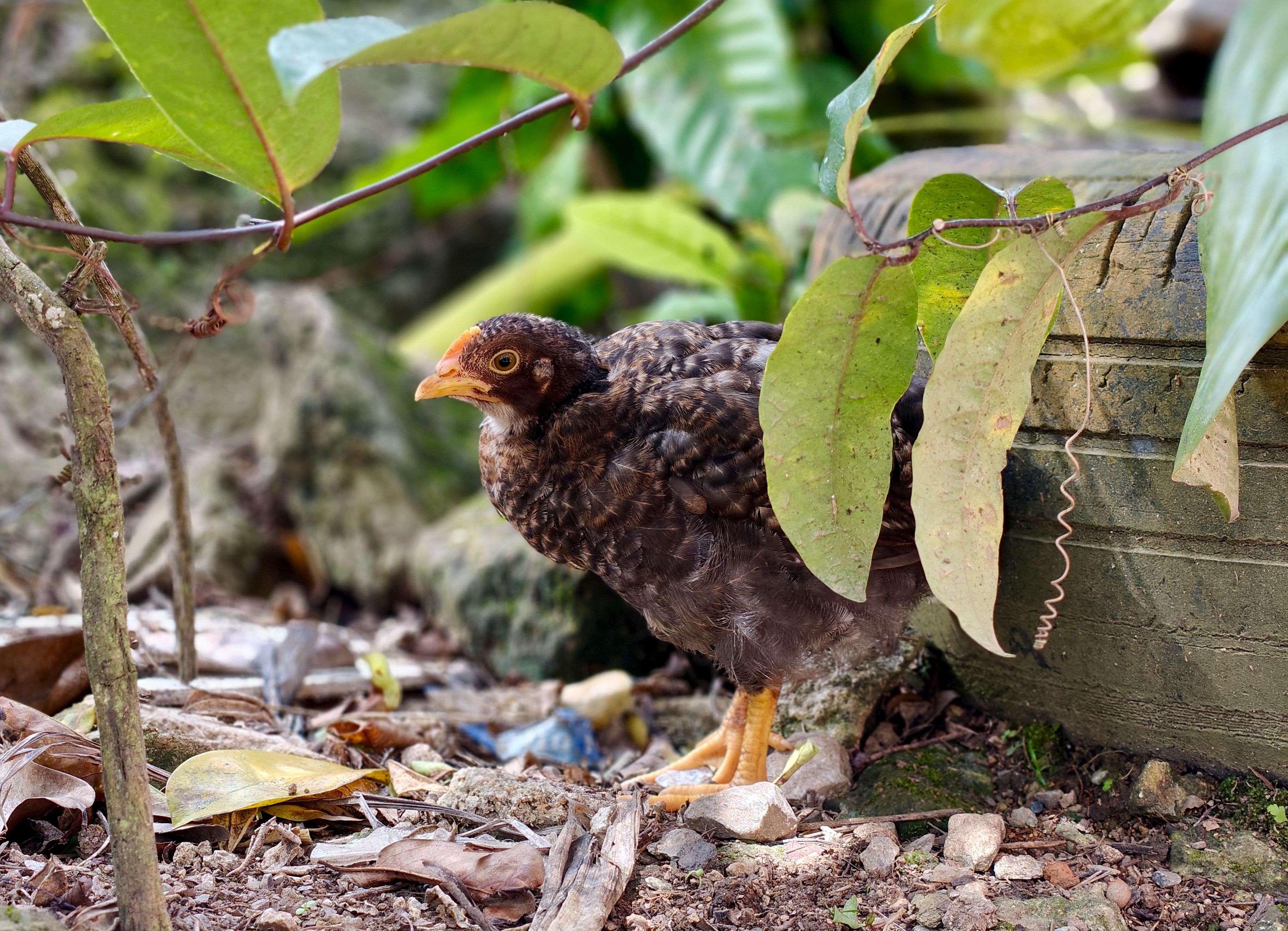 Close-up of a Young Chicken in Natural Setting · Free Stock Photo