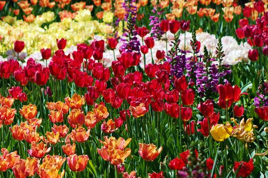 A colorful display of tulips and foxgloves in full bloom during spring.