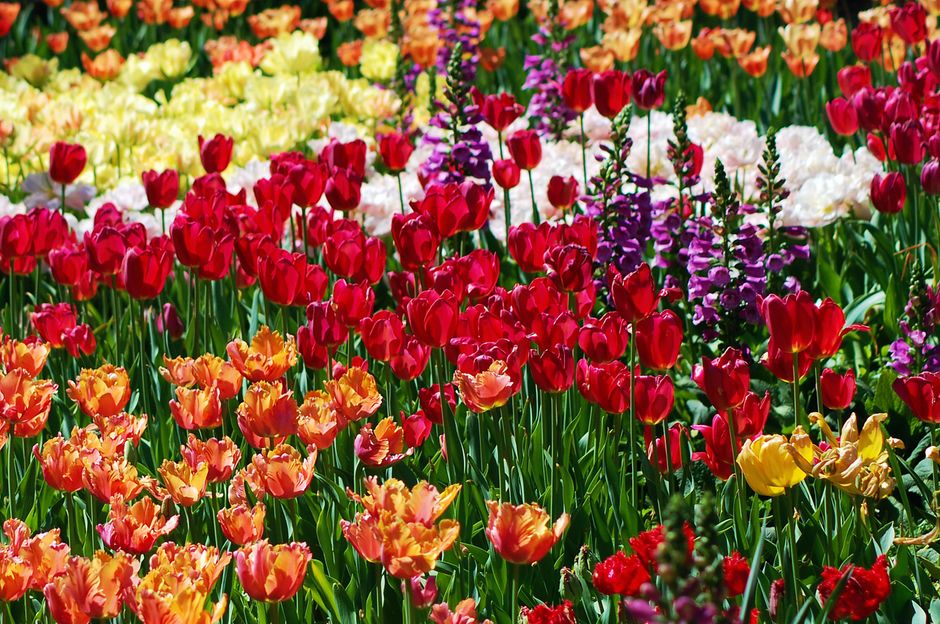 A colorful display of tulips and foxgloves in full bloom during spring.