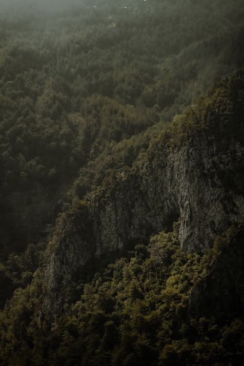 Free Moody forest scene featuring dense trees and a rocky cliff under soft daylight. Stock Photo