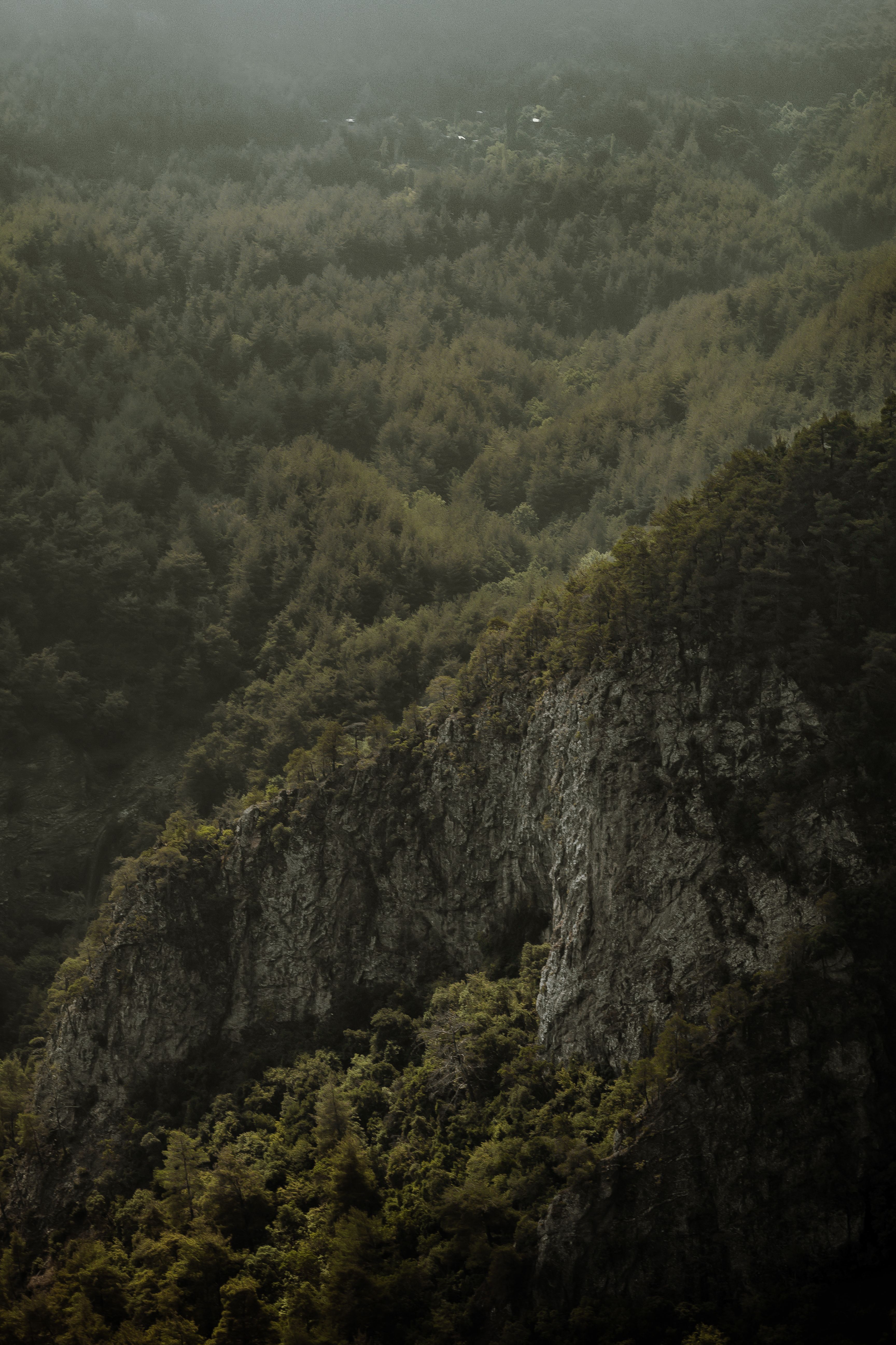 Misty Mountain Forest Landscape View · Free Stock Photo