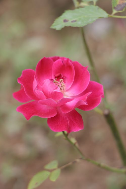 Free Close-up of a vivid pink rose in full bloom with a blurred natural background. Stock Photo