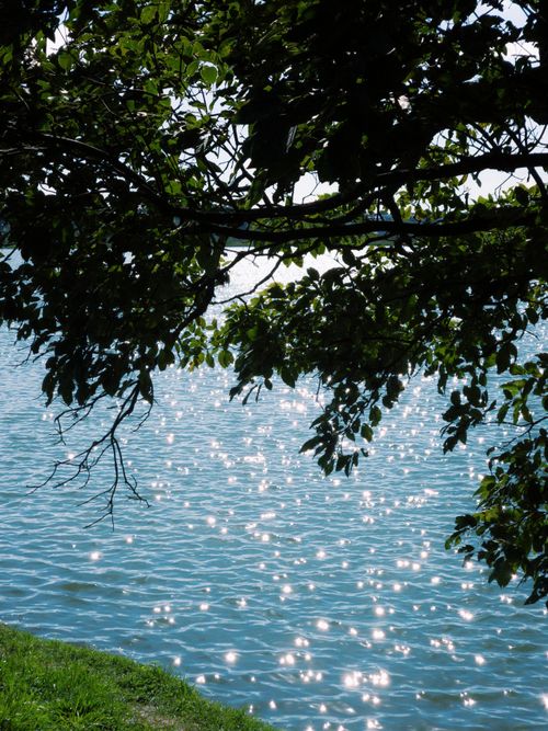 Free Beautiful sparkling lake view under tree shade, capturing tranquility and nature's beauty. Stock Photo