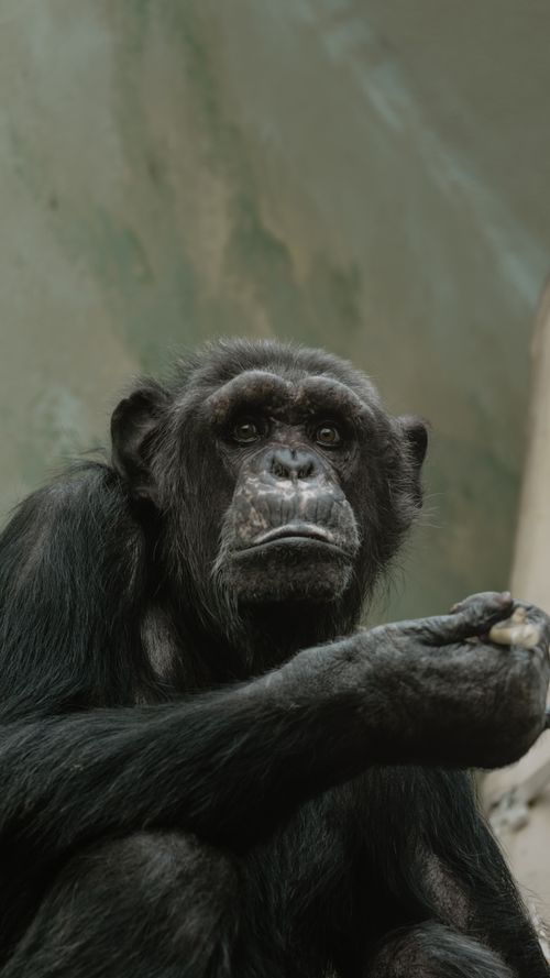 Free Close-up of a chimpanzee at Antwerp Zoo, capturing a thoughtful stare. Stock Photo
