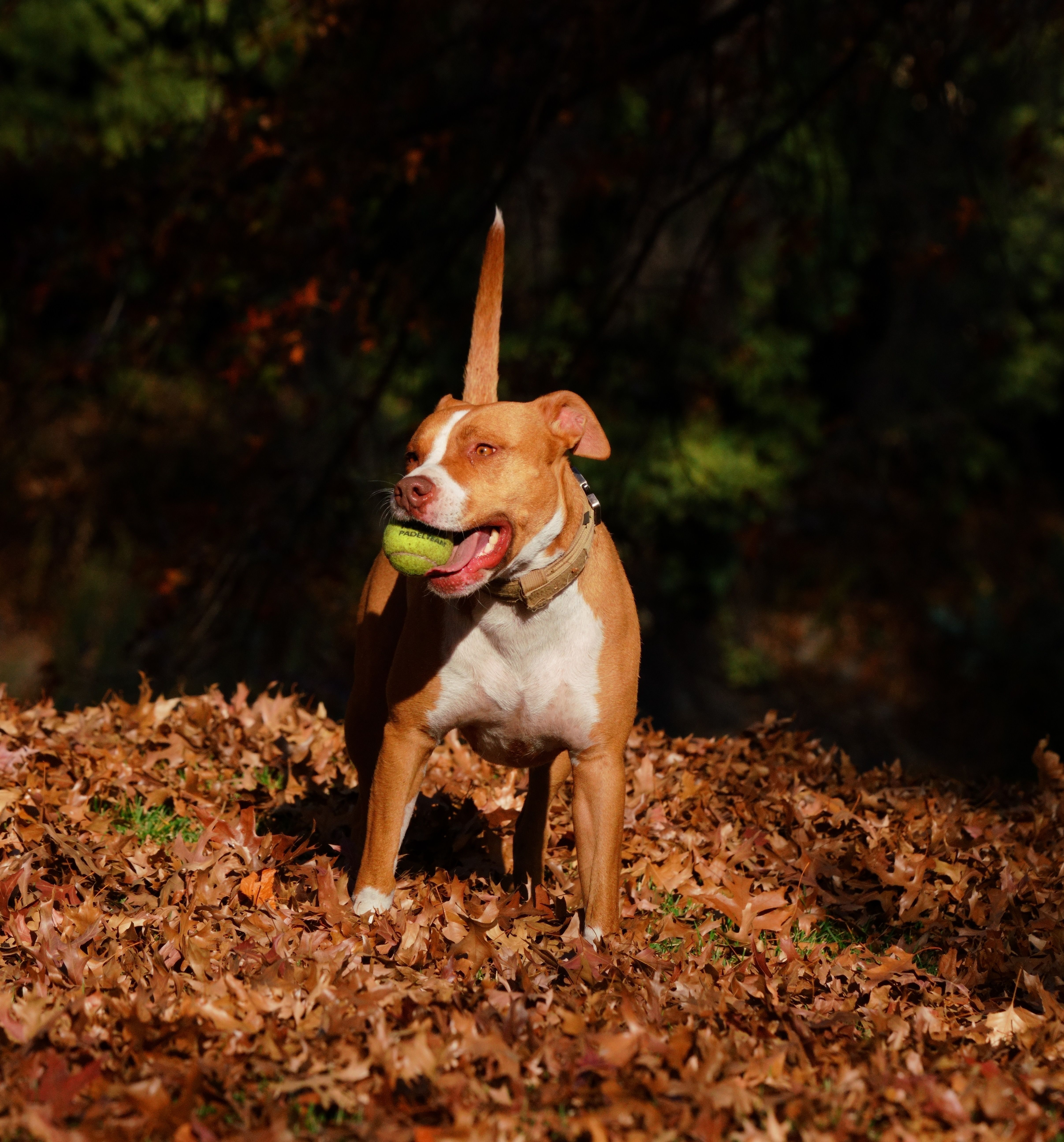 Pitbull dog playing with a tennis ball in a pile of fallen autumn leaves outdoors.