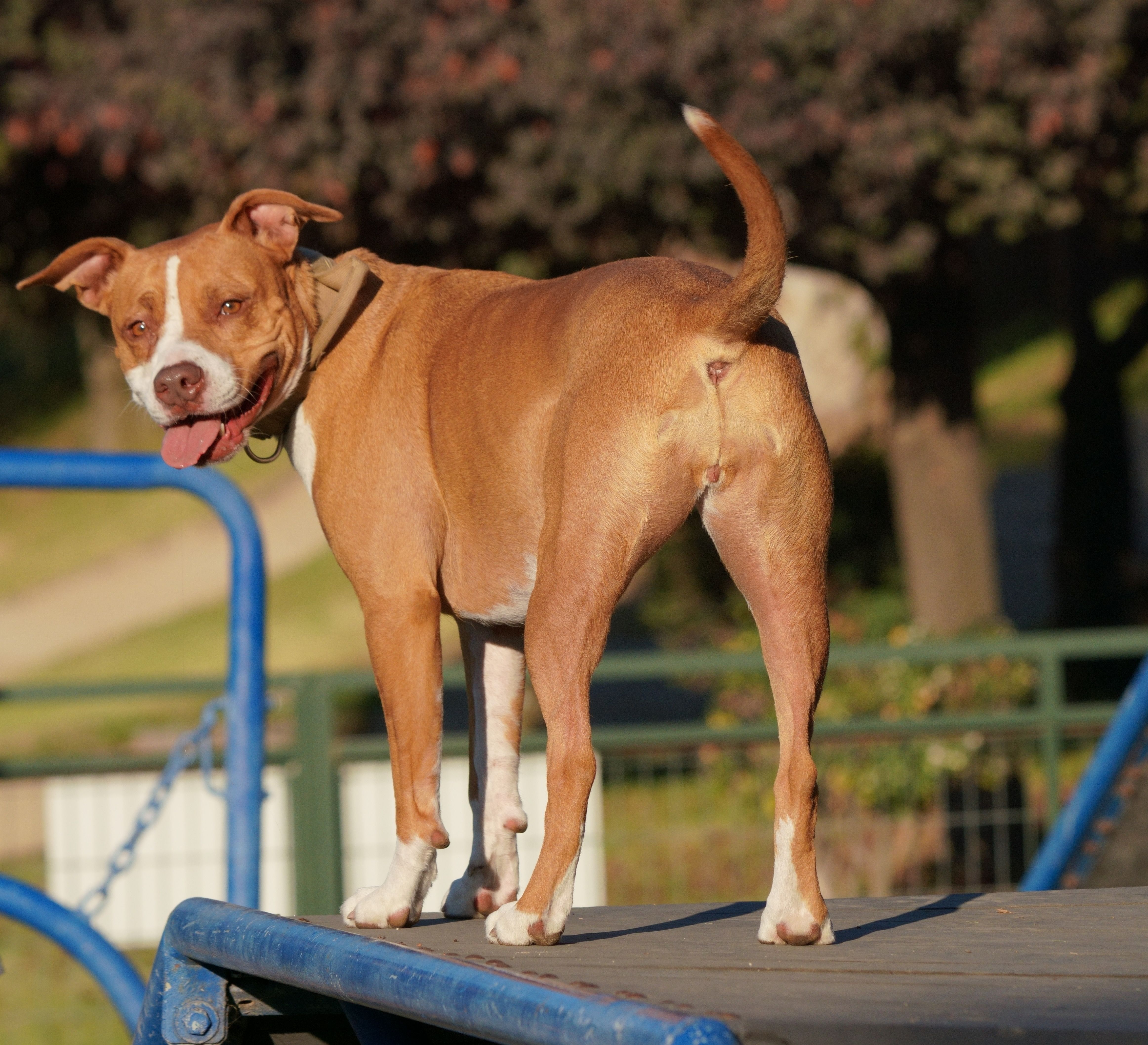 training tool for barking