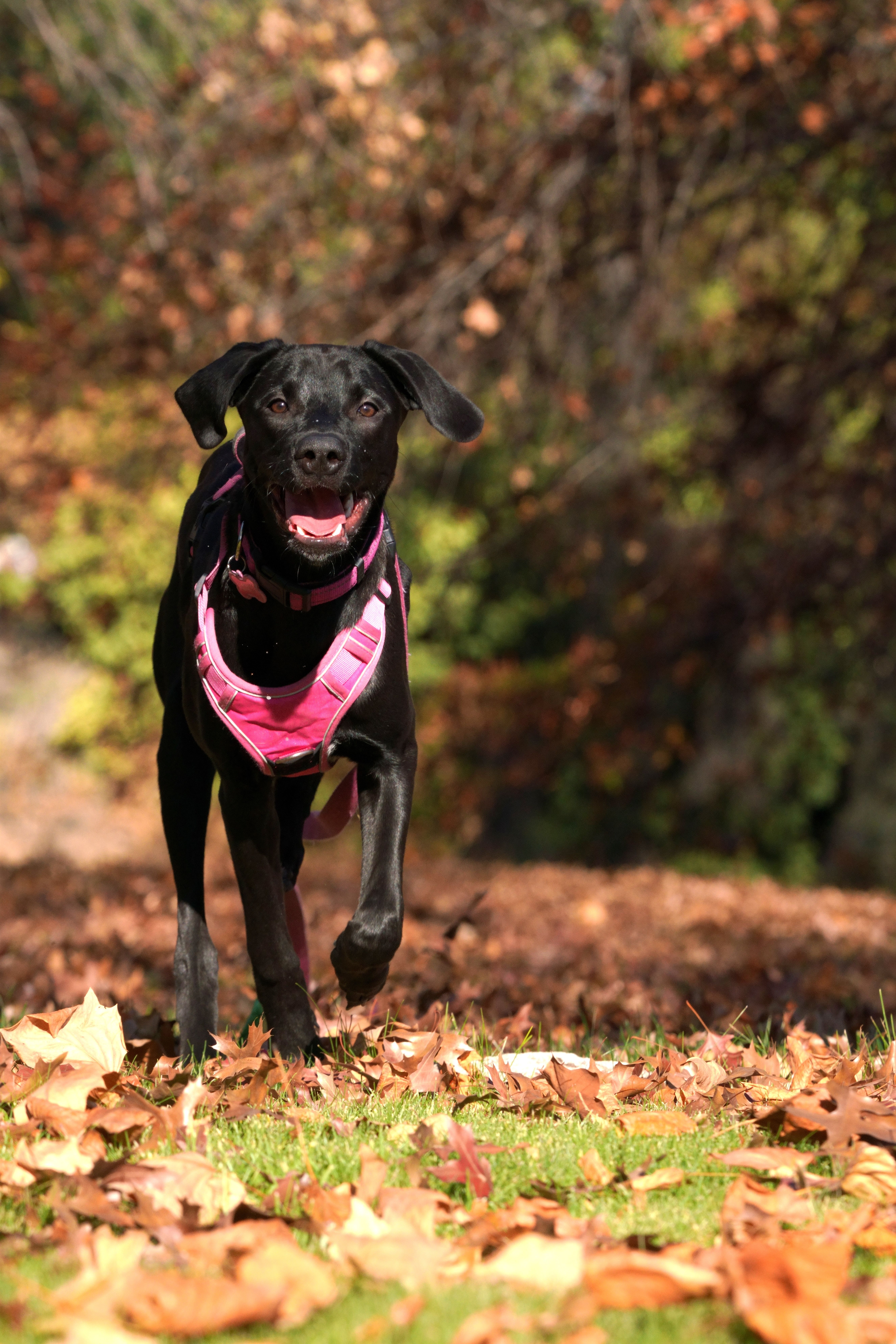 Playful Black Labrador in Autumn Park · Free Stock Photo