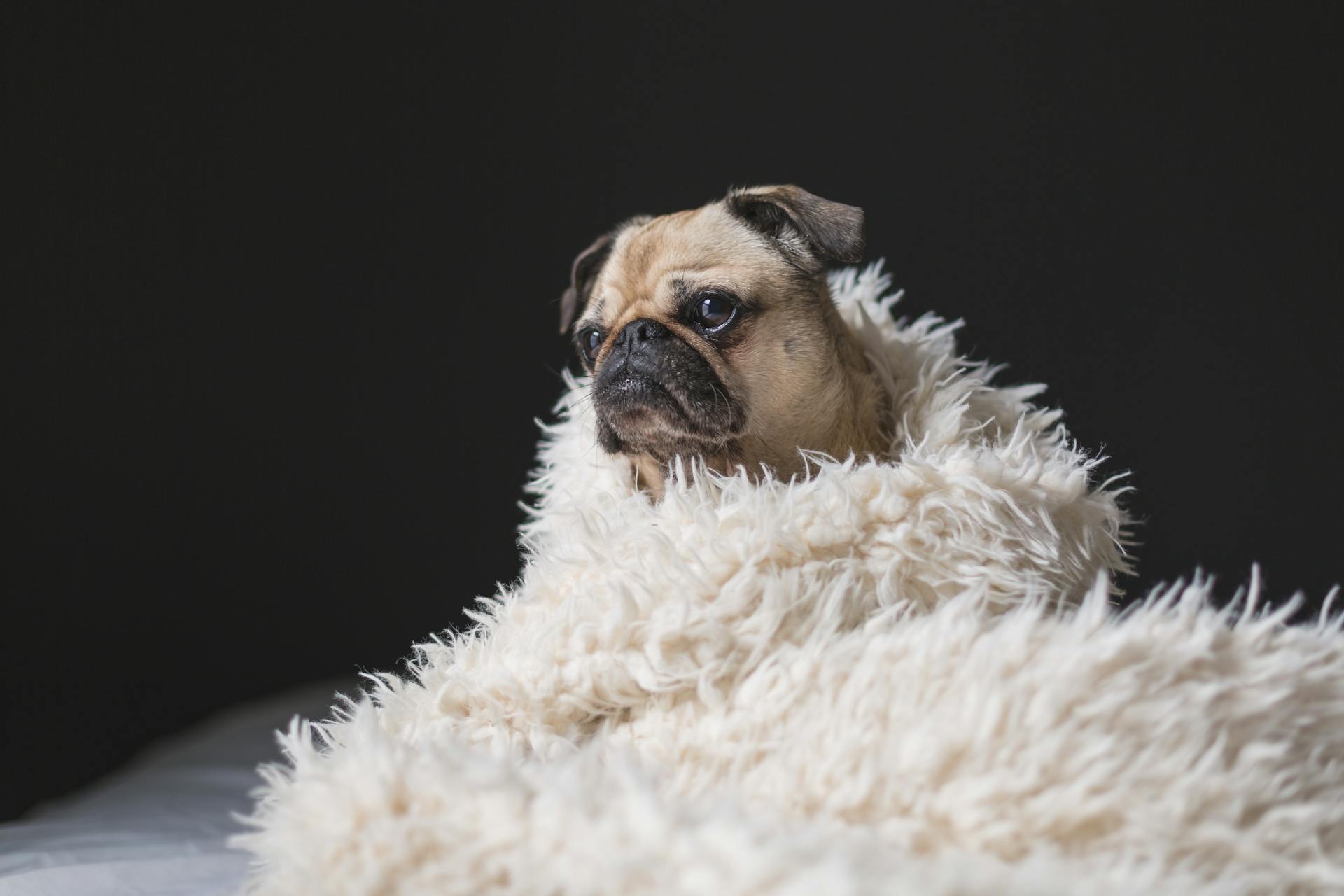 Brown Pug on White Wool Rug