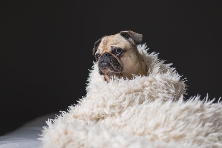 Brown Pug On White Wool Rug