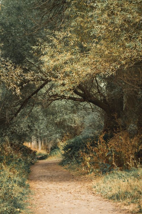 Free Serene forest path surrounded by autumn trees with a natural archway. Stock Photo