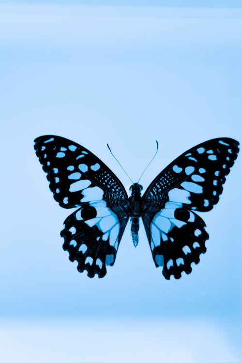 Free Close-up of a blue and black swallowtail butterfly with spread wings, showcasing detailed patterns. Stock Photo