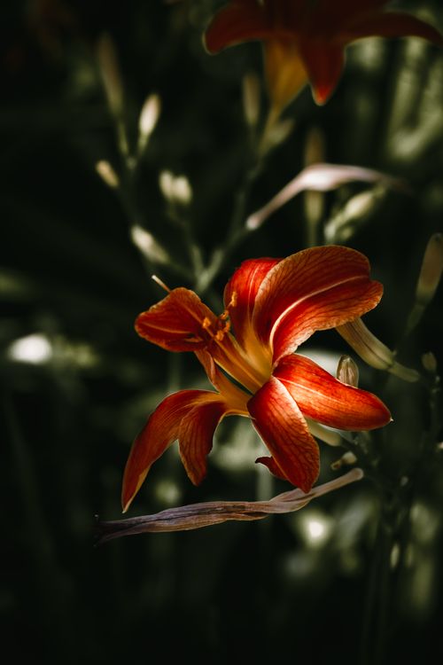 Free Close-up of a vivid red daylily flower against a lush green background, captured in soft focus lighting. Stock Photo