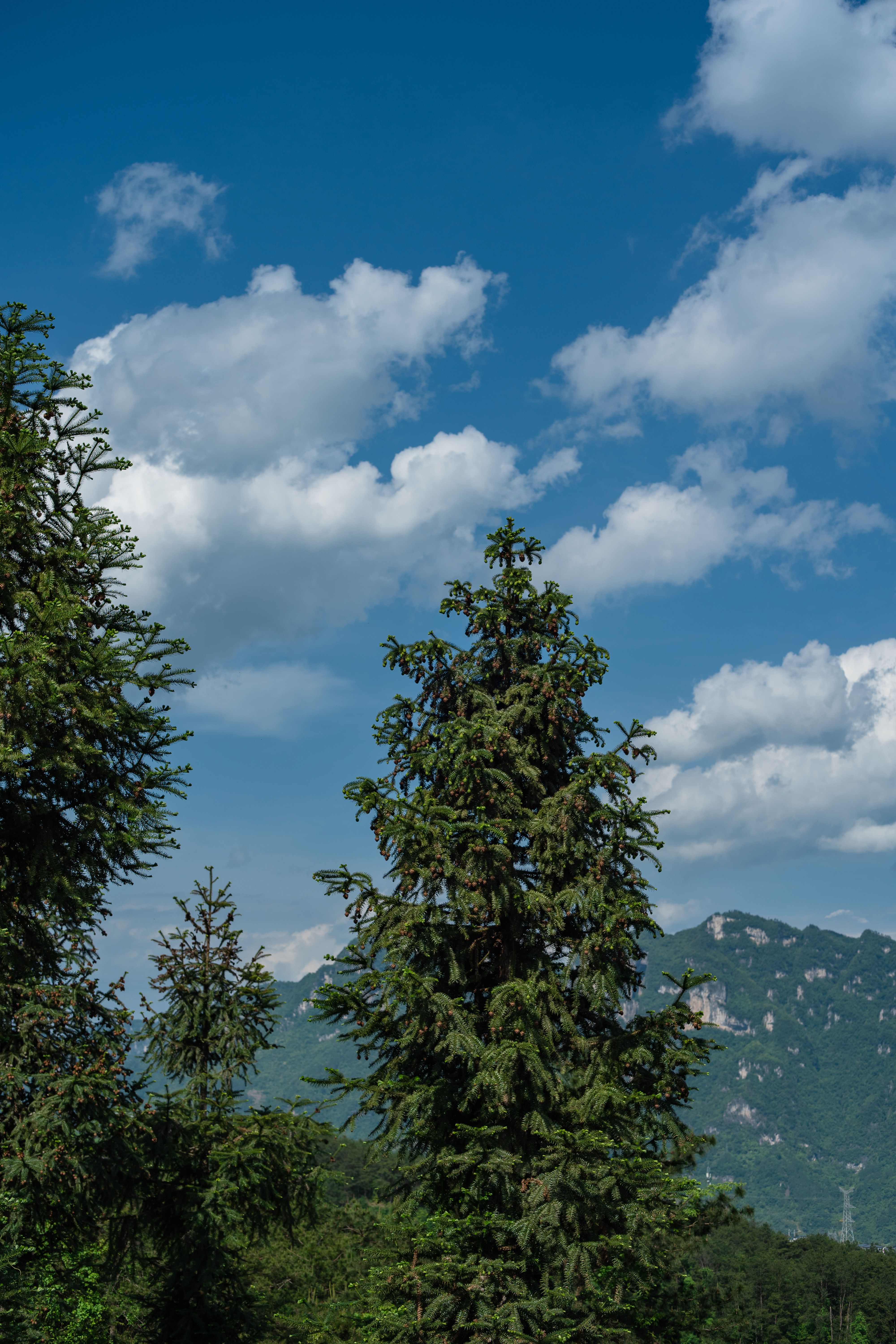 Majestic Mountain Forest with Blue Sky and Clouds · Free Stock Photo