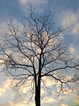 A leafless tree silhouetted against the colorful evening sky in Malaysia.