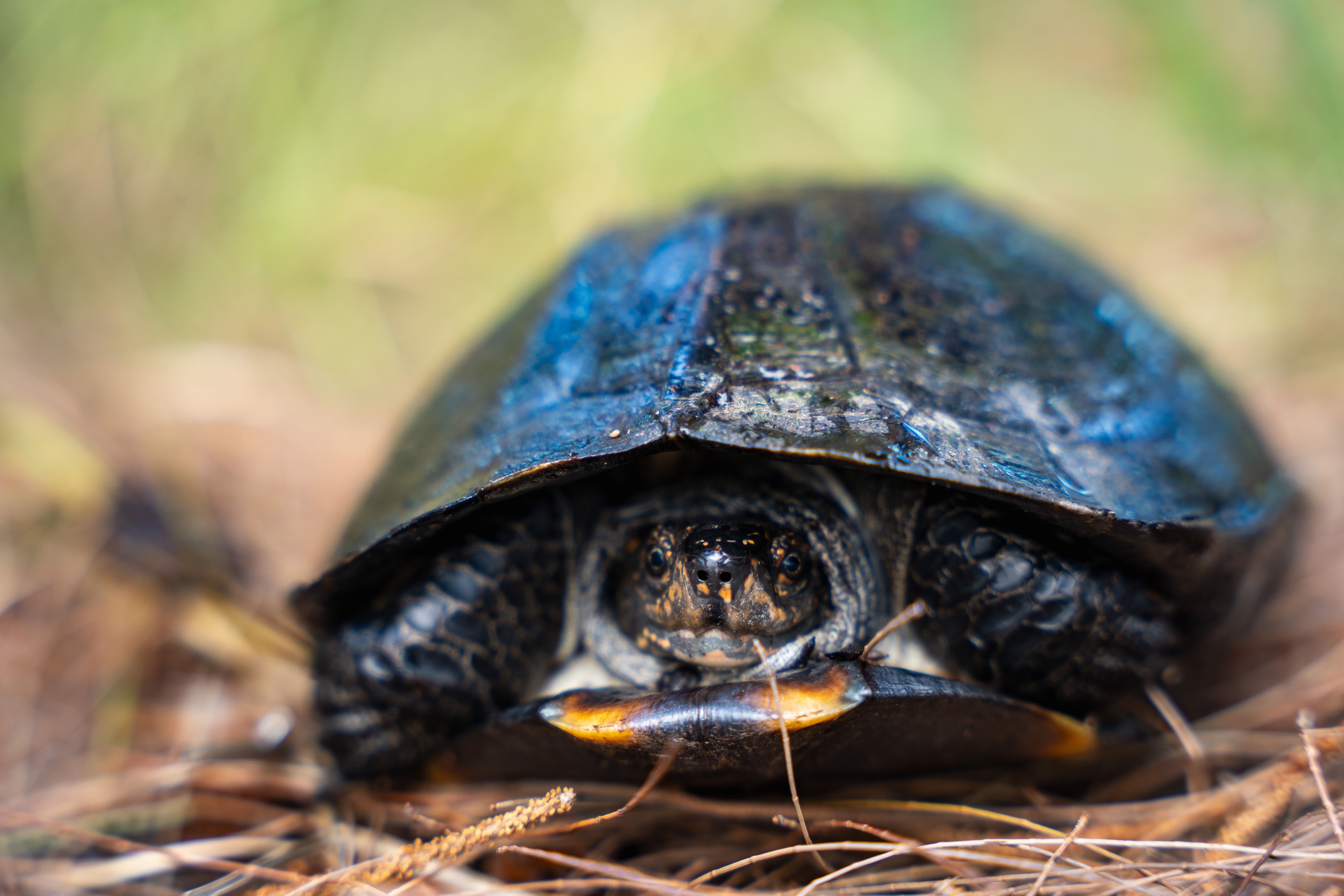 Close-Up of a Turtle in Natural Habitat · Free Stock Photo
