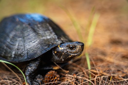 Detailed close-up of a turtle amidst forest floor foliage, showcasing nature's beauty.