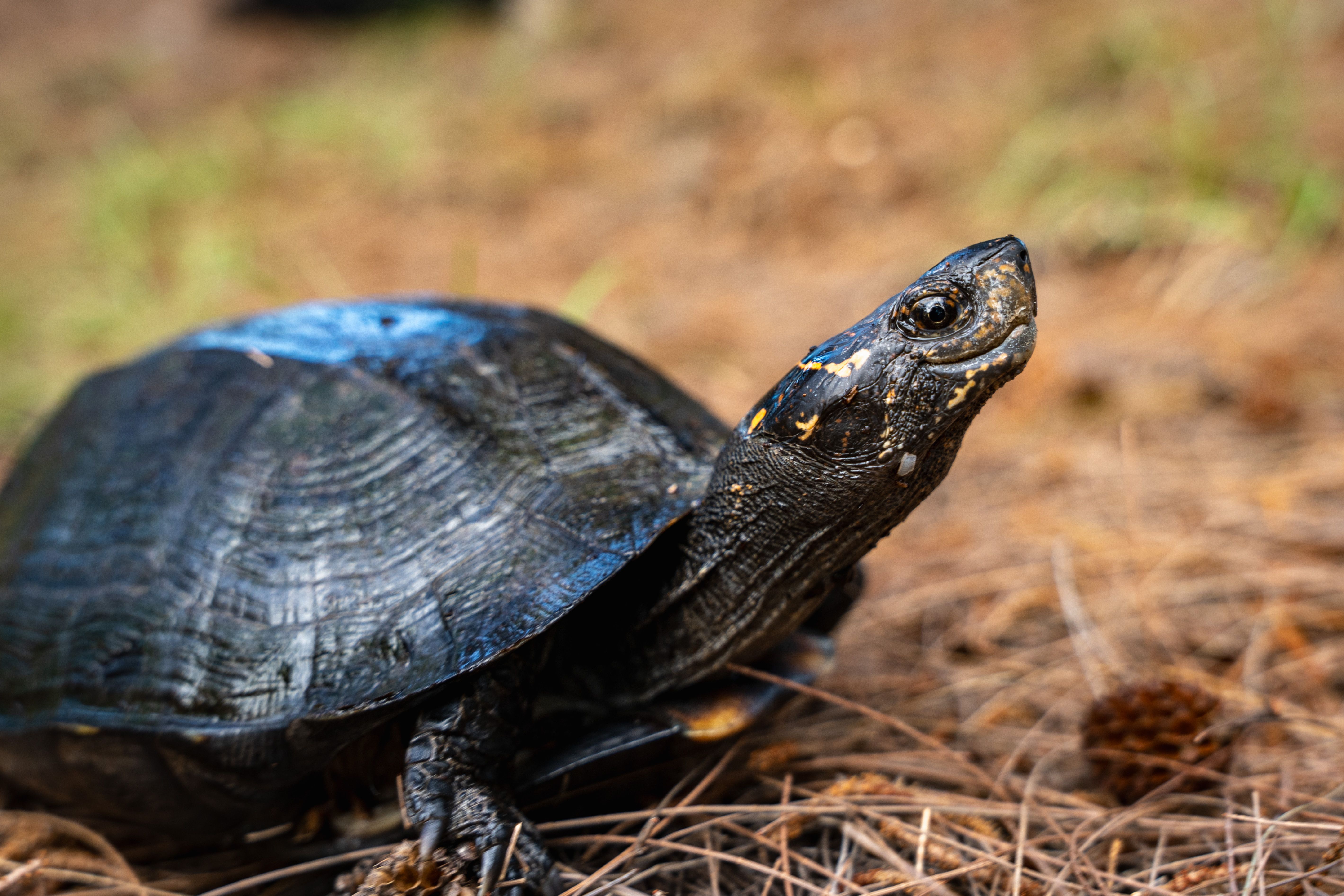 Close-up of a Turtle in Its Natural Habitat · Free Stock Photo