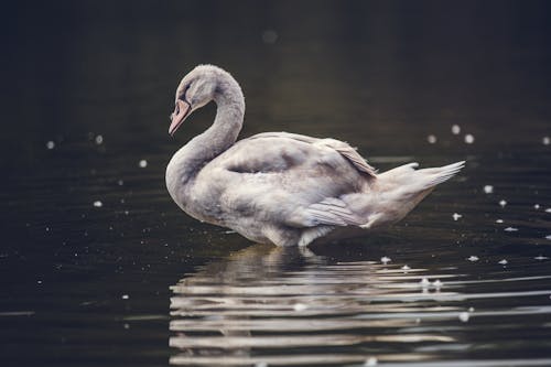 Бесплатное стоковое фото с вид сбоку, вода, водоплавающая птица