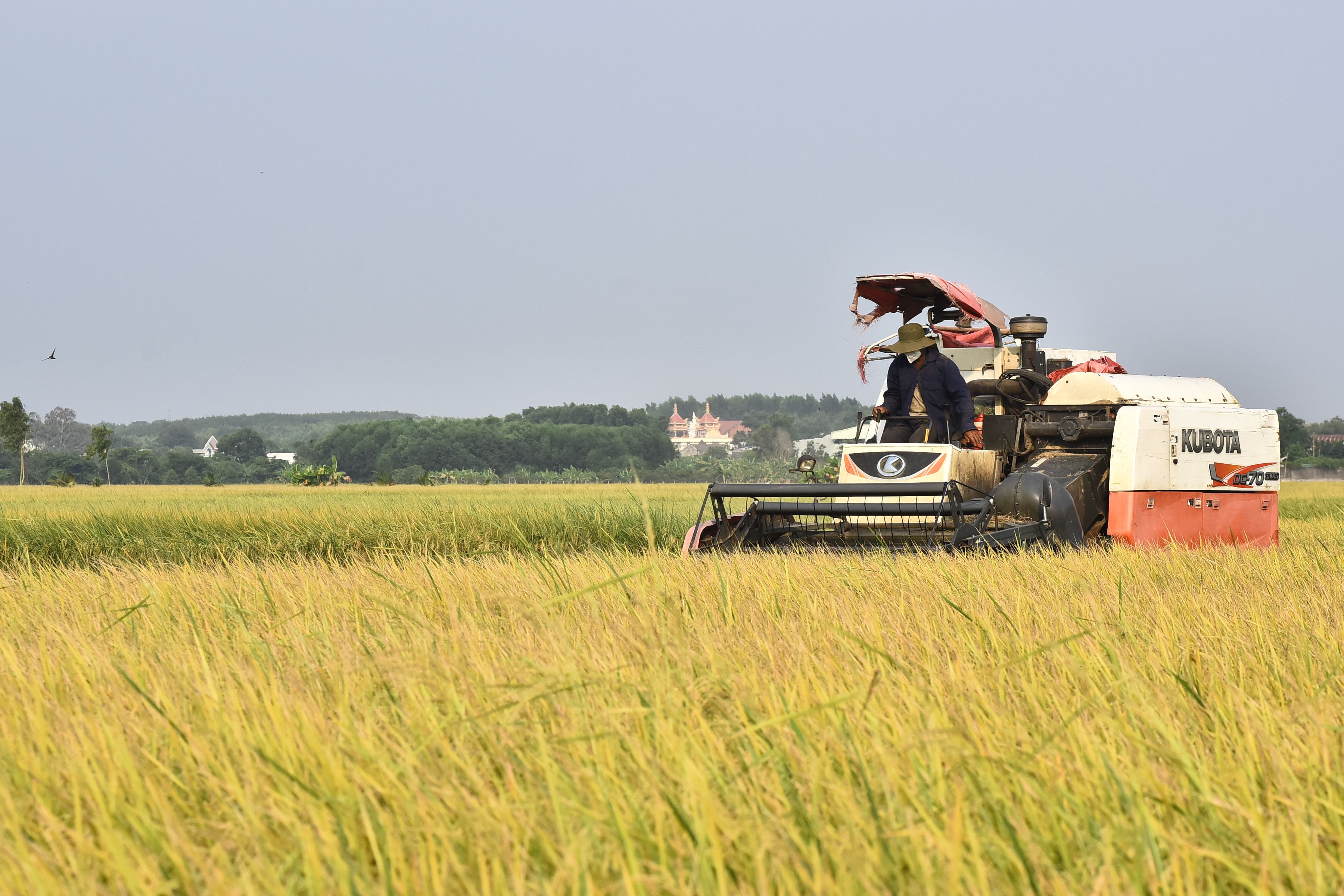 Tractor Harvesting Rice in Sunny Field