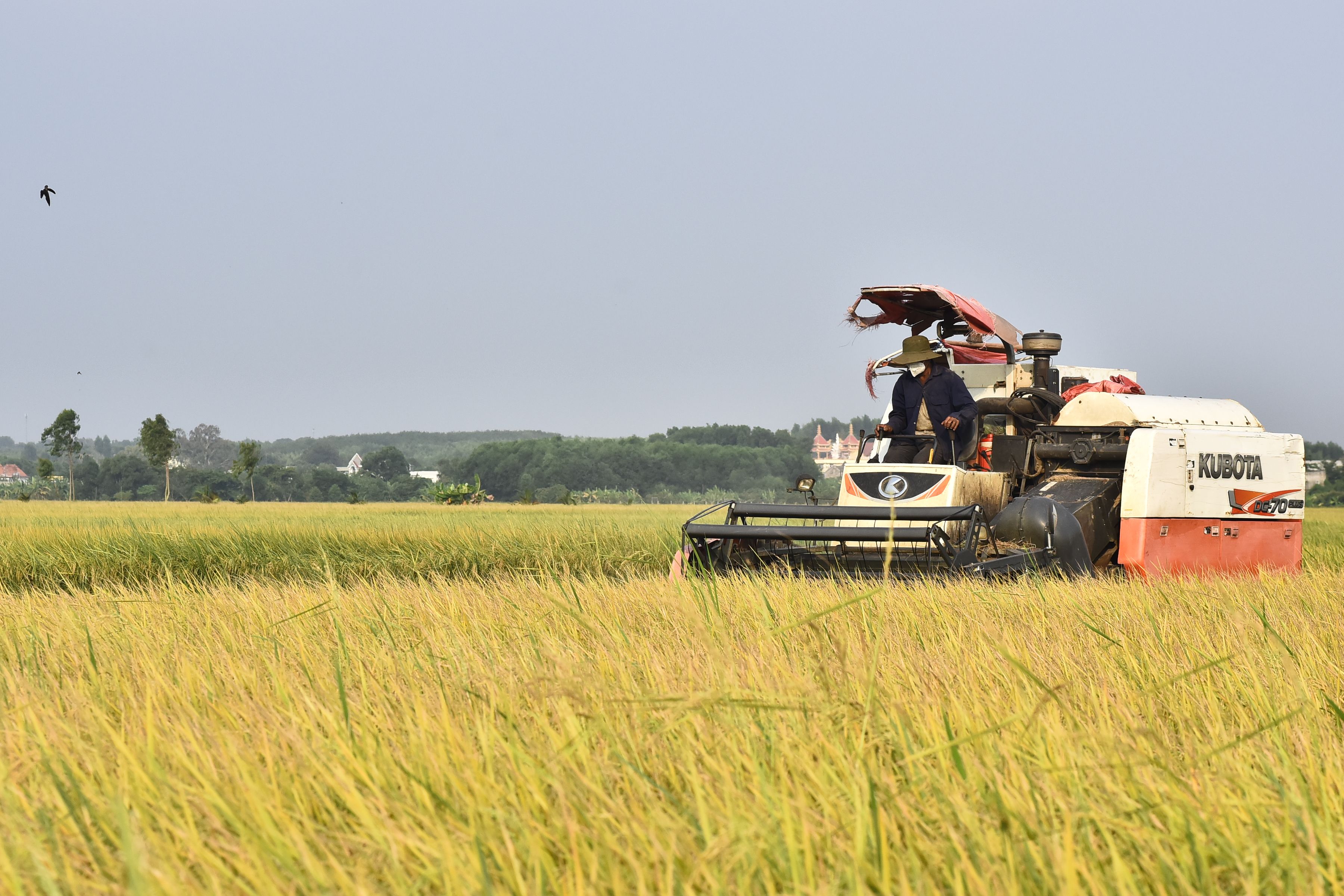 Farmer Operating Combine Harvester in Rice Field