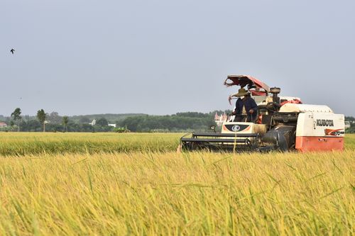 Free A farmer operates a combine harvester in a lush rice field under clear skies. Stock Photo