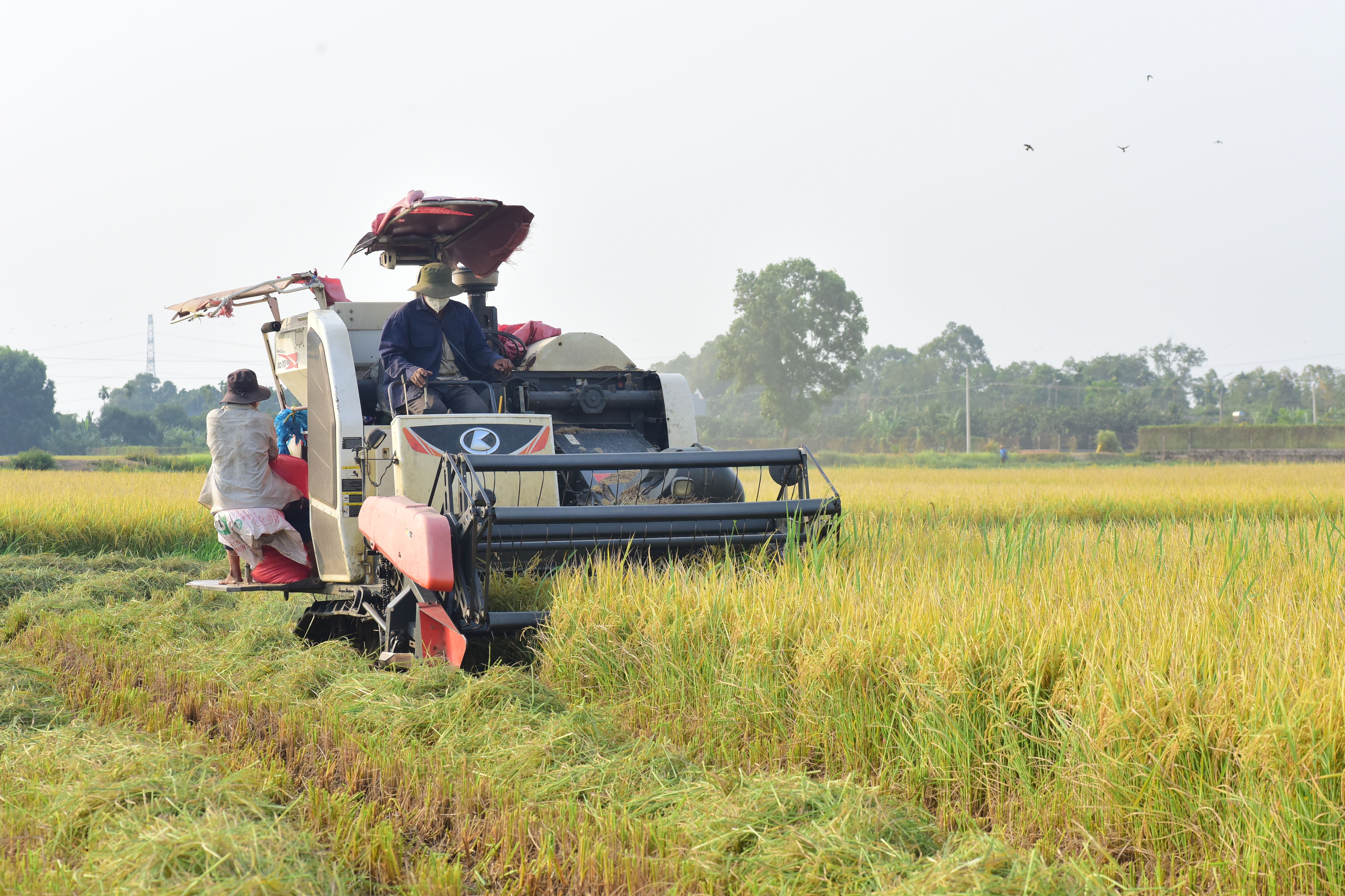 Combine Harvester in Rice Field During Harvest Season