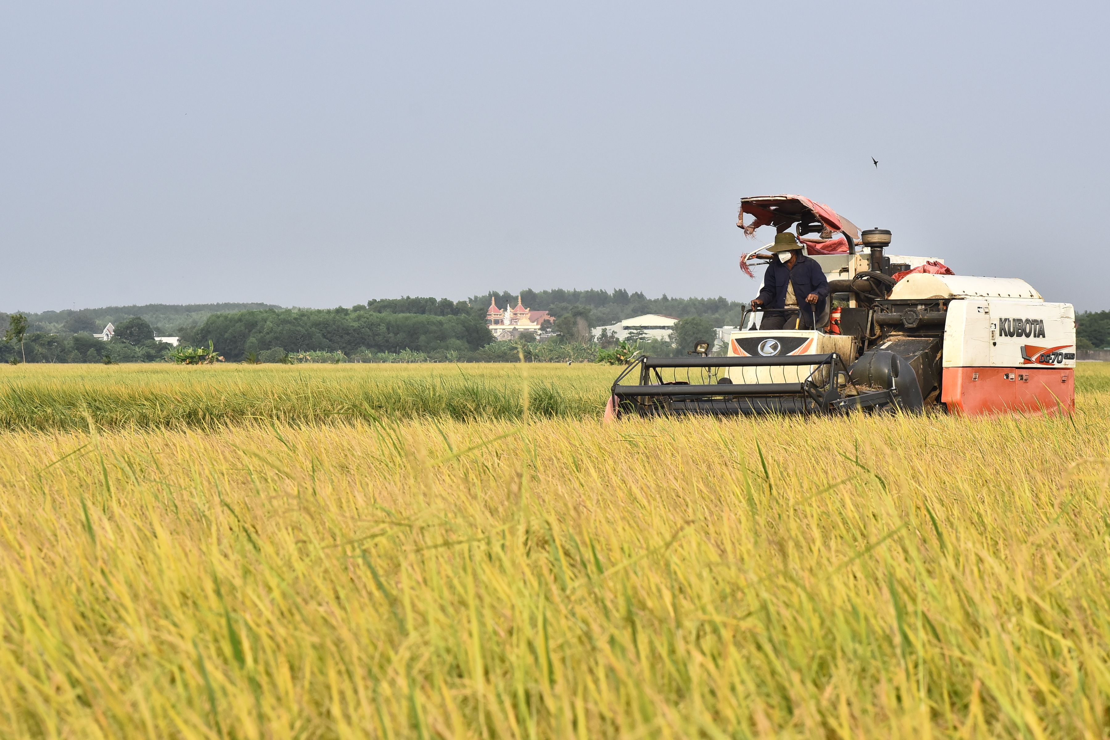 Harvesting Rice with Combine Harvester in Field