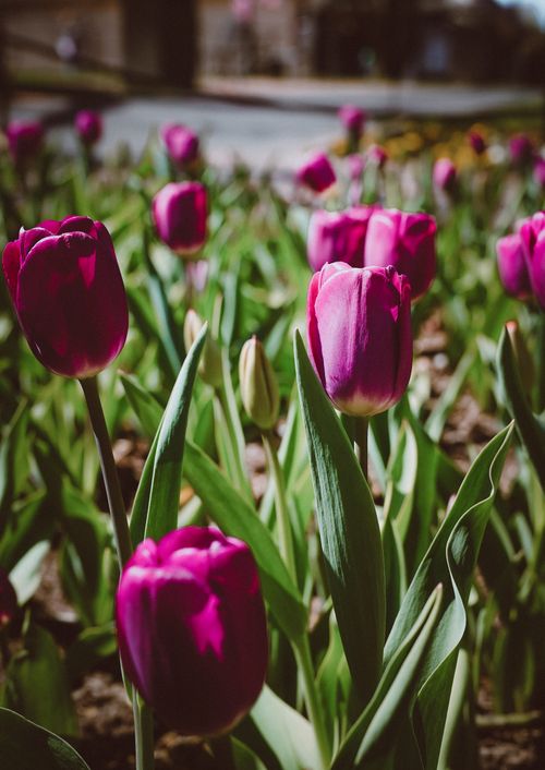 Free Close-up of bright pink tulips in a sunny garden, showcasing the beauty of spring flora. Stock Photo