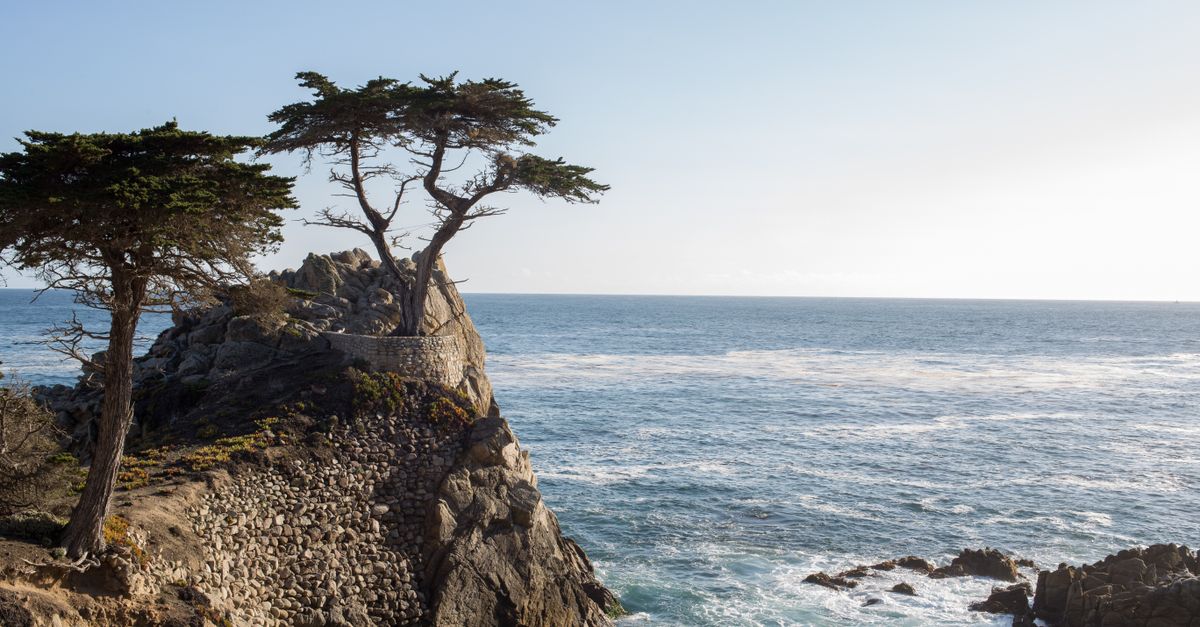 Breathtaking view of a lone cypress tree on rocky shores by the ocean under a clear sky.