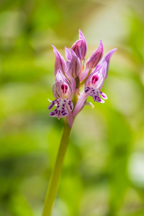 Free A vibrant pink orchid flower in bloom, highlighted against a blurred green background. Stock Photo