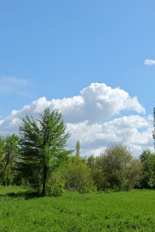 Free A tranquil spring scene featuring lush greenery and clear blue sky with fluffy clouds. Stock Photo