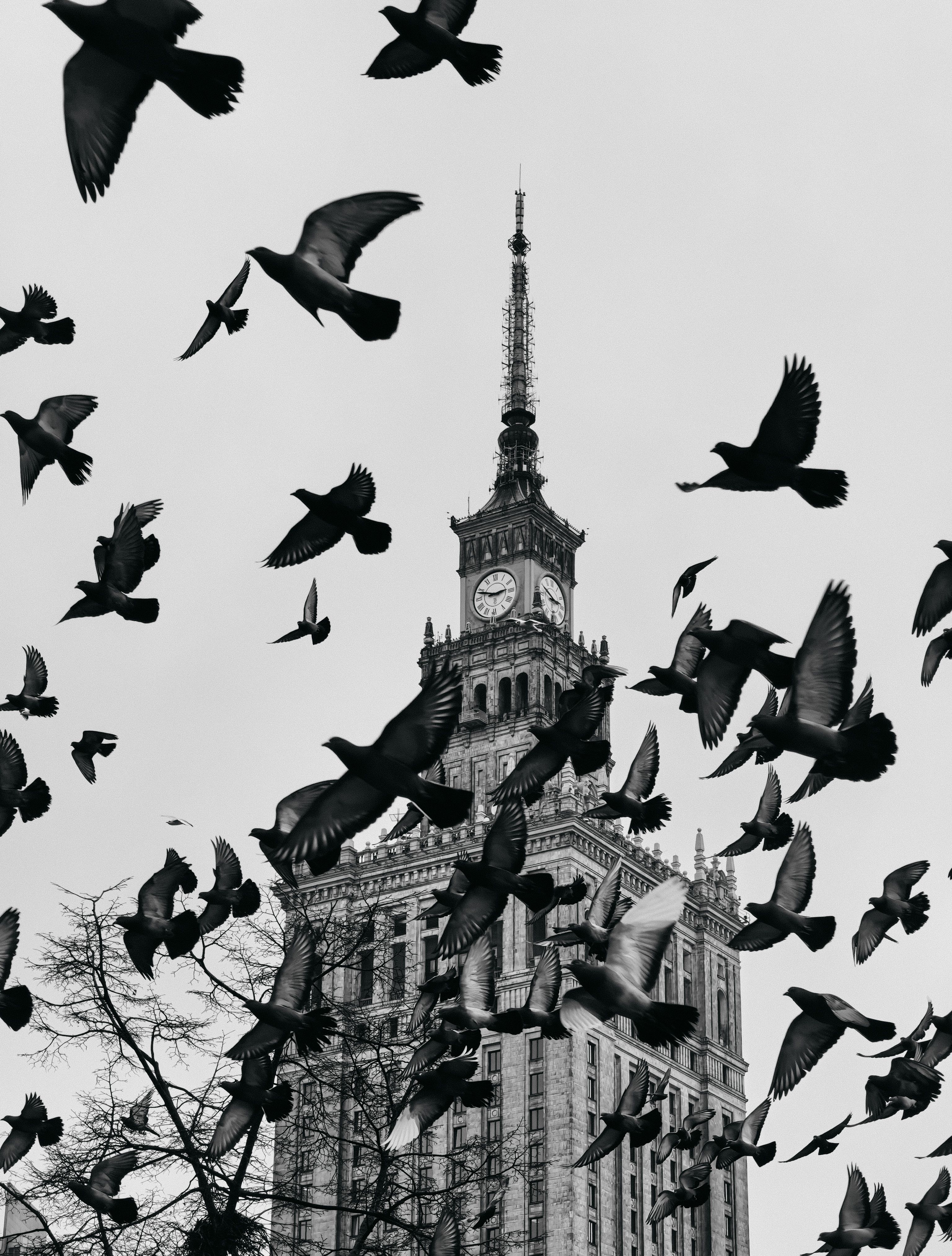 Black and white photo of birds flying around a historic clock tower, creating a dramatic scene.
