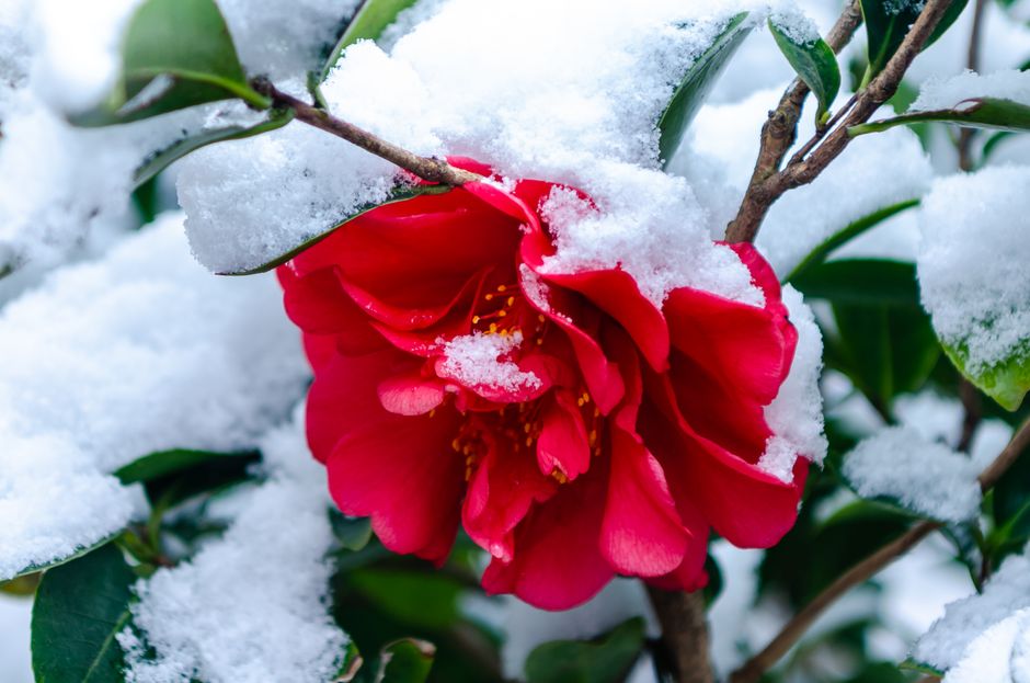 A stunning red camellia flower delicately covered in fresh snowflakes, showcasing nature's contrast.