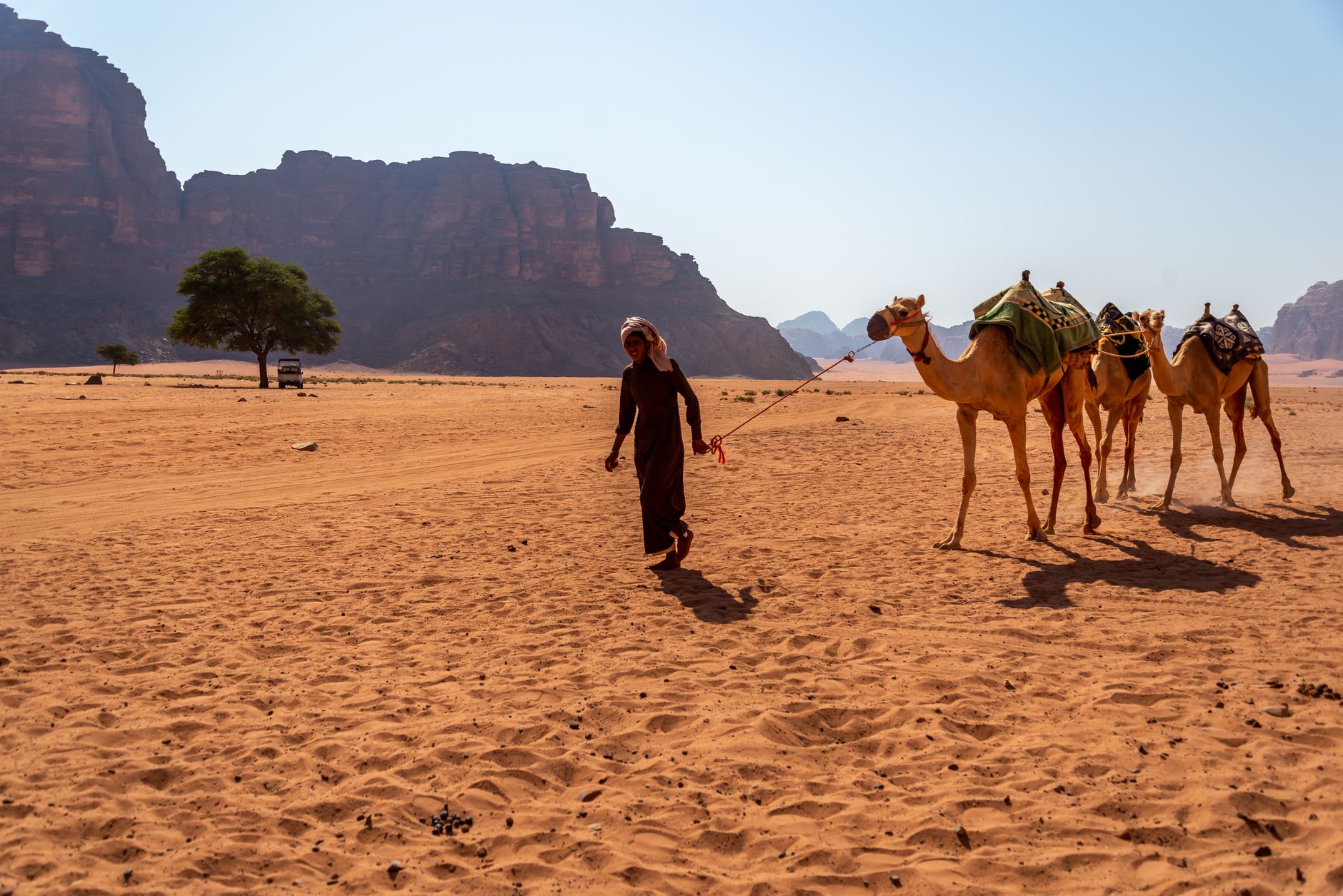 A person leads camels through the stunning desert landscapes of Wadi Rum.