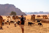 A man and animals in Jordan's Wadi Rum desert. Camels and goats in arid landscape during daytime.