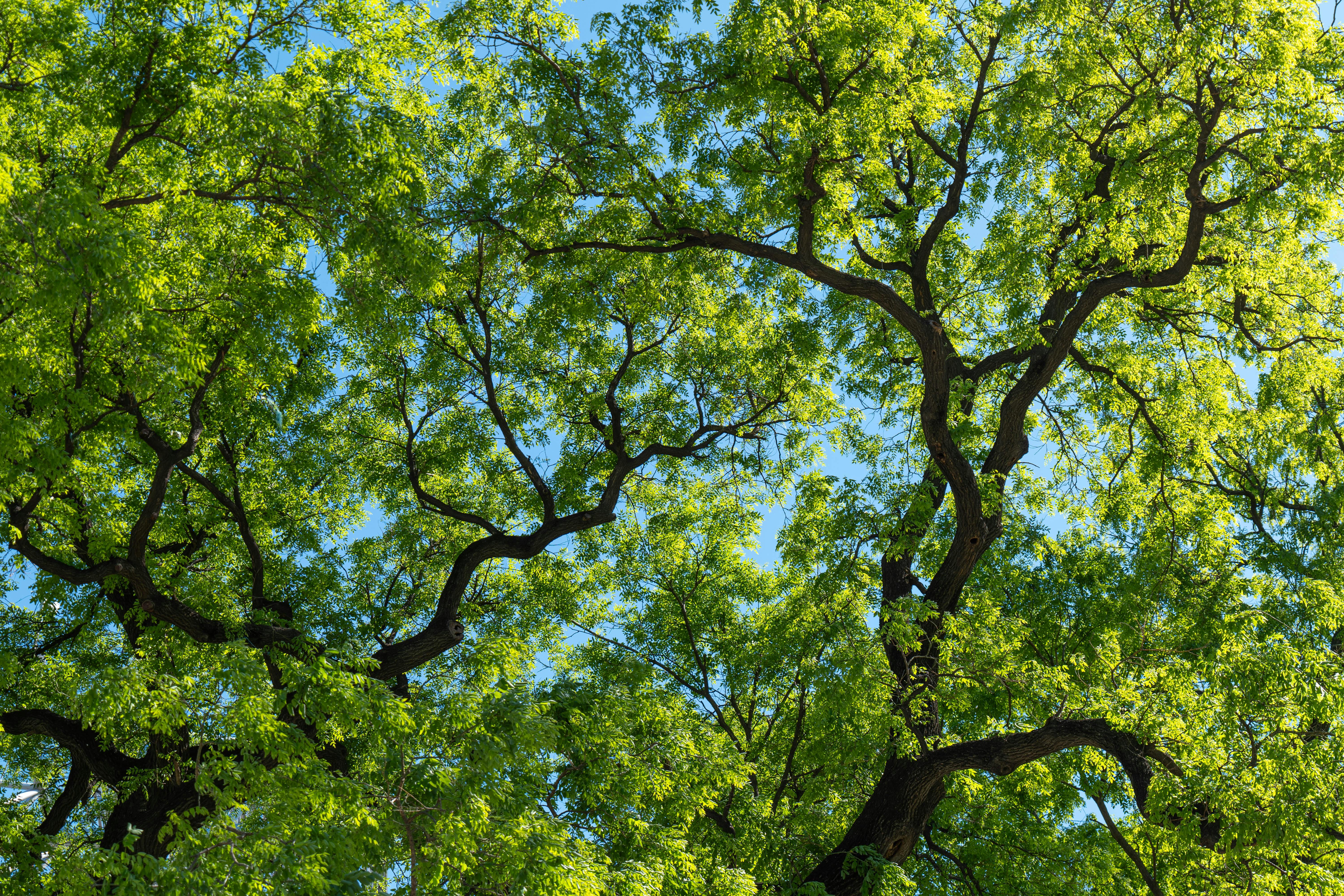 Photos gratuites de @extérieur, à feuilles caduques, arboricole
