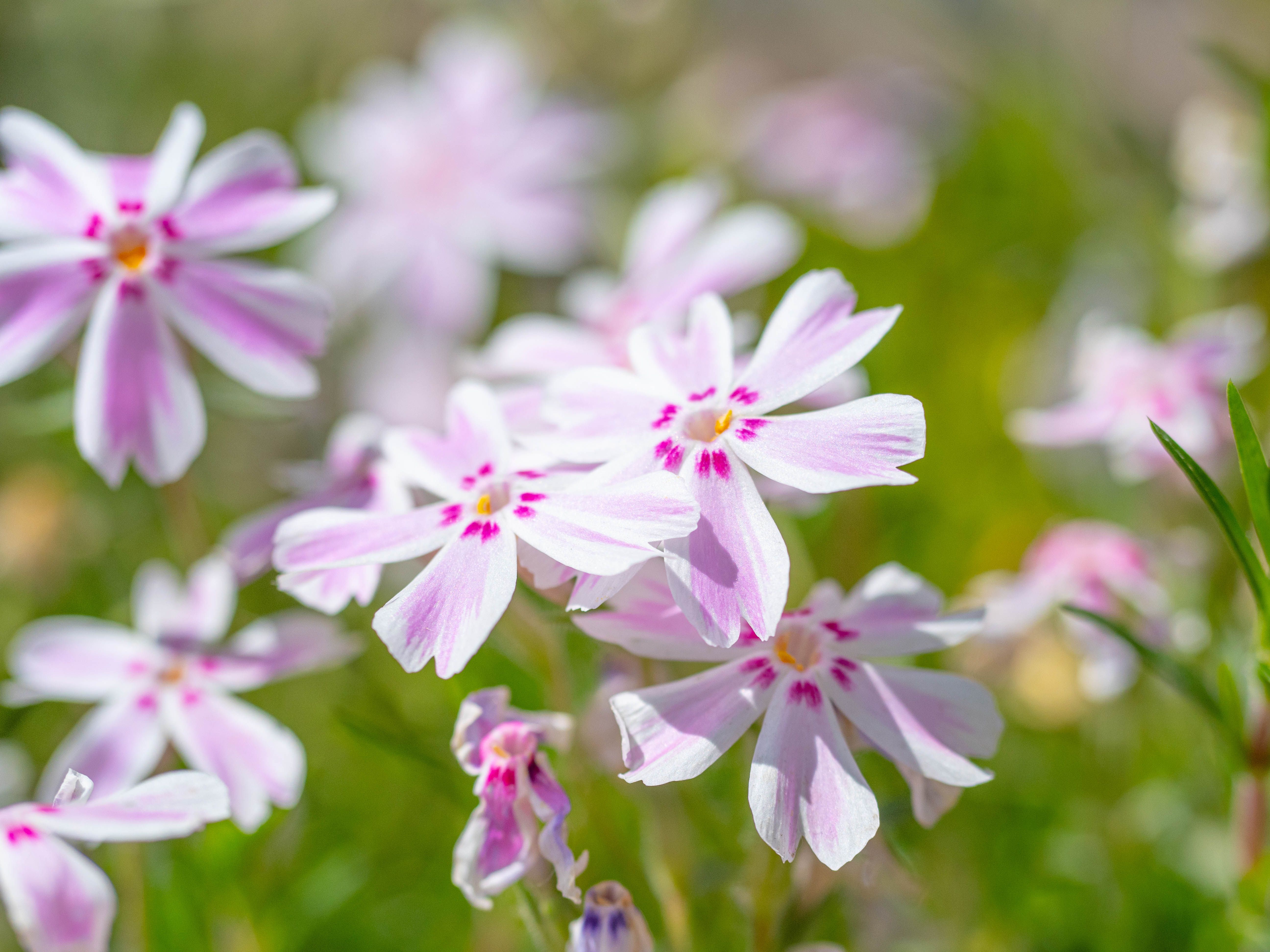 Close-up of Colorful Blooming Pink Phlox Flowers · Free Stock Photo