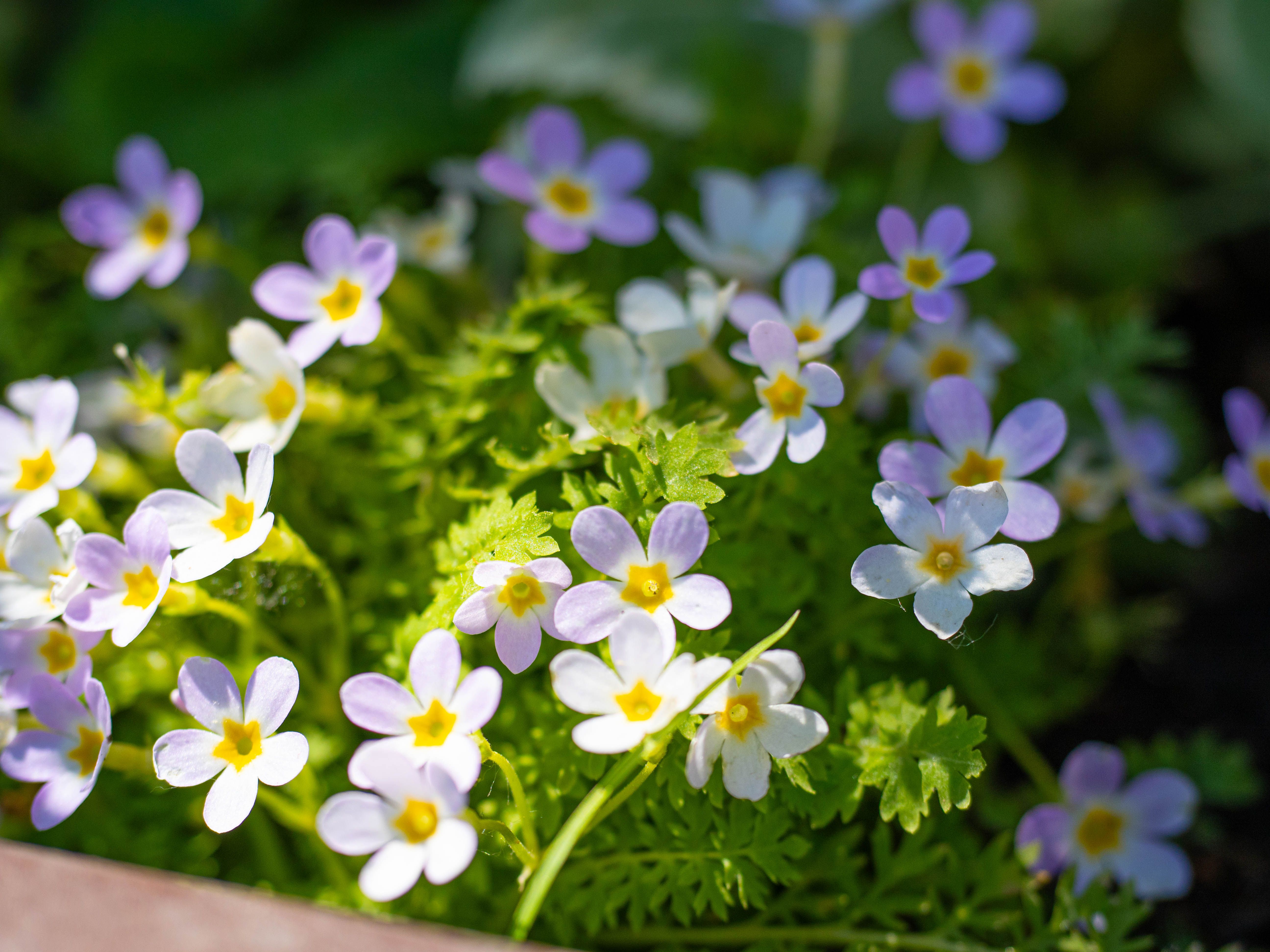 Vibrant Spring Flowers Blooming in Sunlight · Free Stock Photo