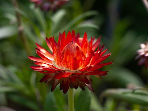 Free Close-up of a vibrant red strawflower (Xerochrysum bracteatum) in full bloom in sunlight. Stock Photo