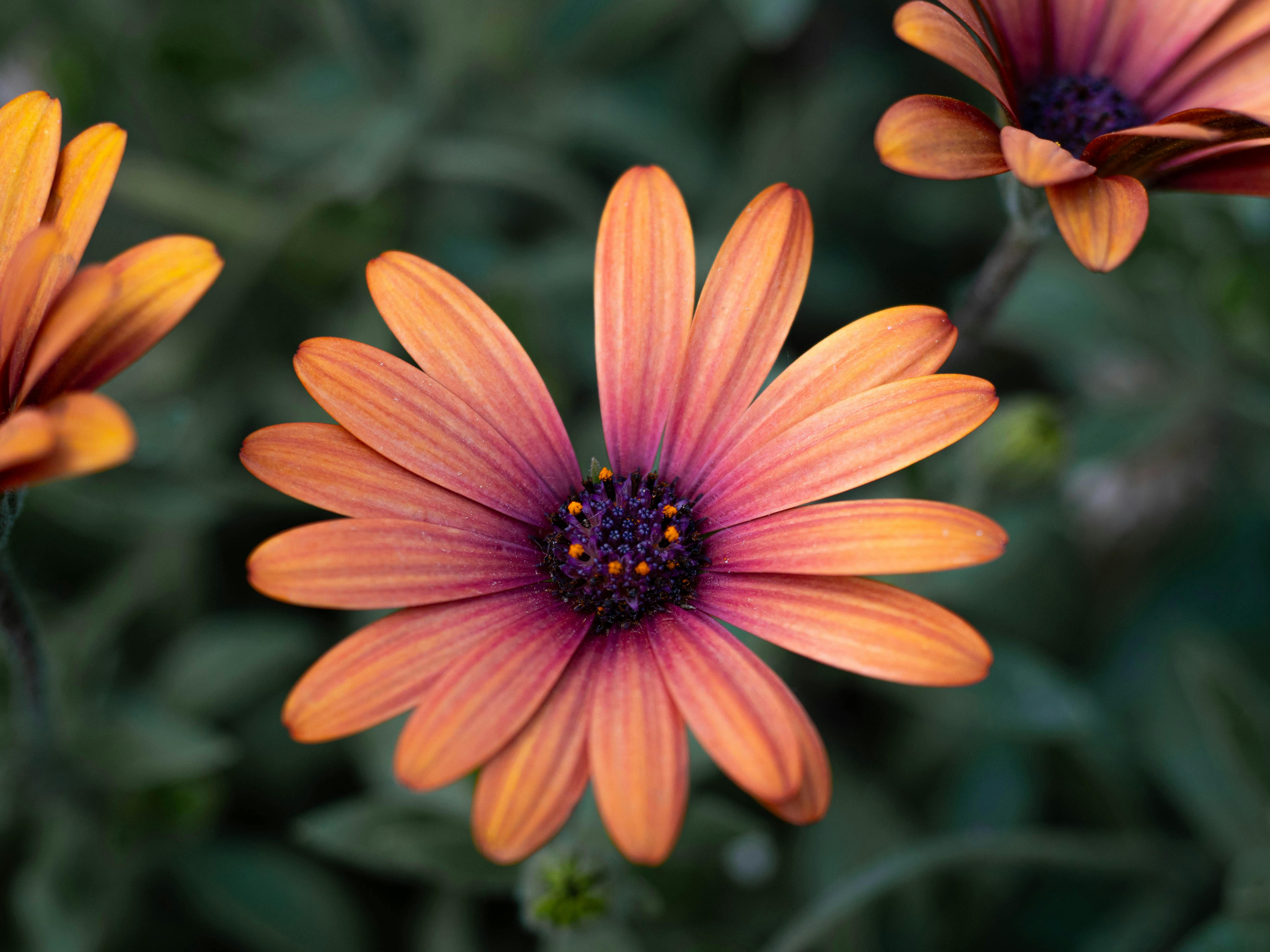 [ColoSach]-bright-african-daisy-(osteospermum)-with-vivid-orange-and-purple-petals-captured-in-daylight.