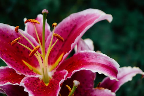 Pink Daylily Flowers