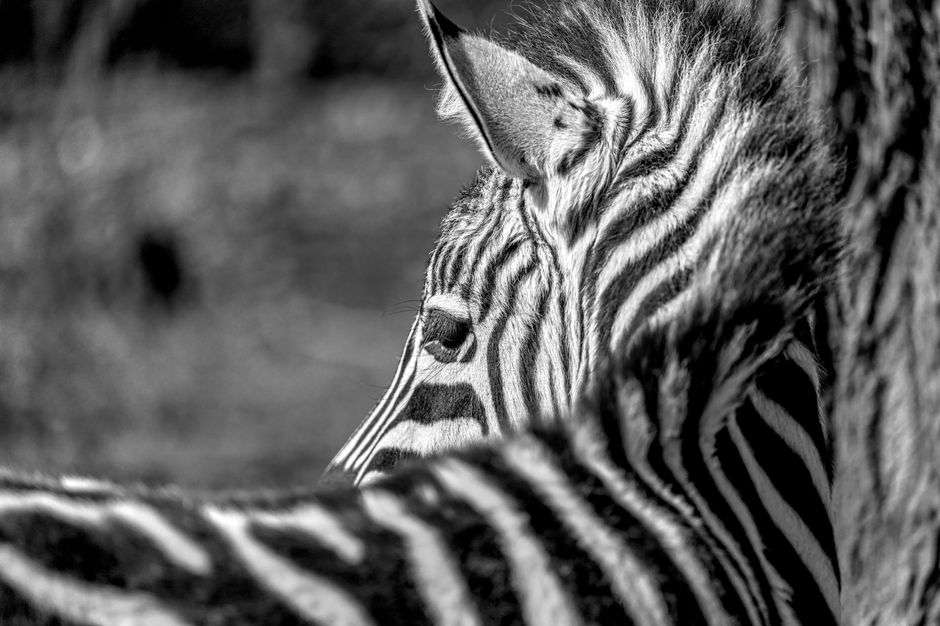 Striking black and white portrait of a zebra, highlighting its unique striping pattern.
