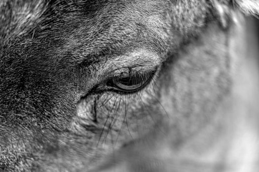 Intimate black and white image capturing the close-up of a deer's eye and fur.