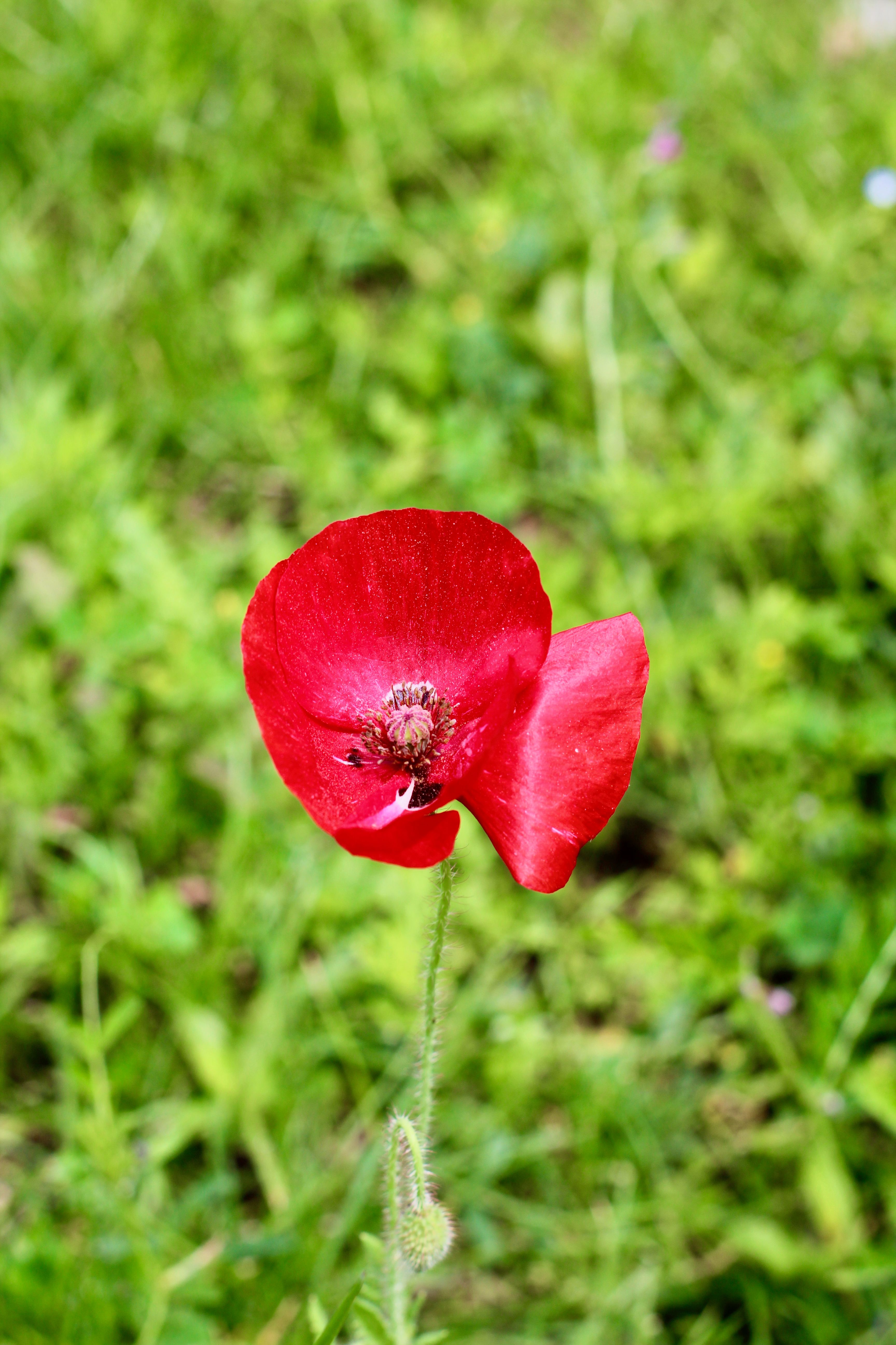 Beautiful Red Poppy Flower in Bloom · Free Stock Photo