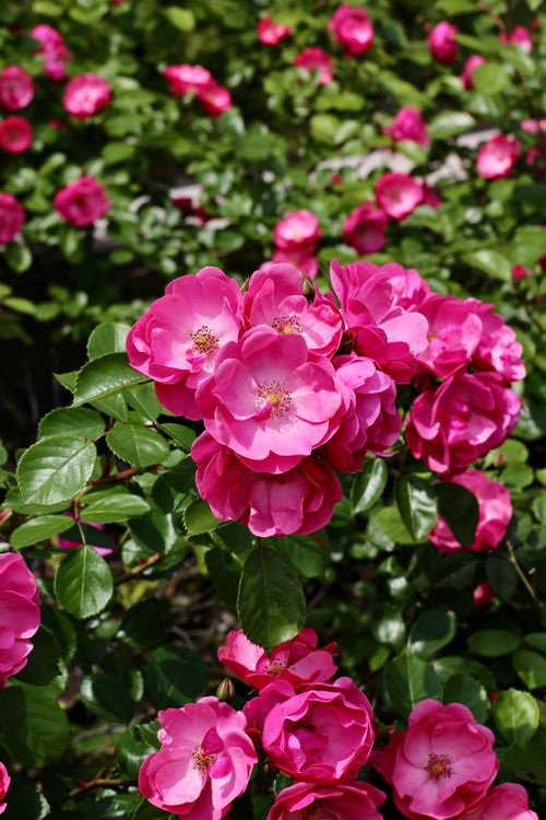 Free A cluster of vibrant pink roses in full bloom, captured in daylight outdoors. Stock Photo