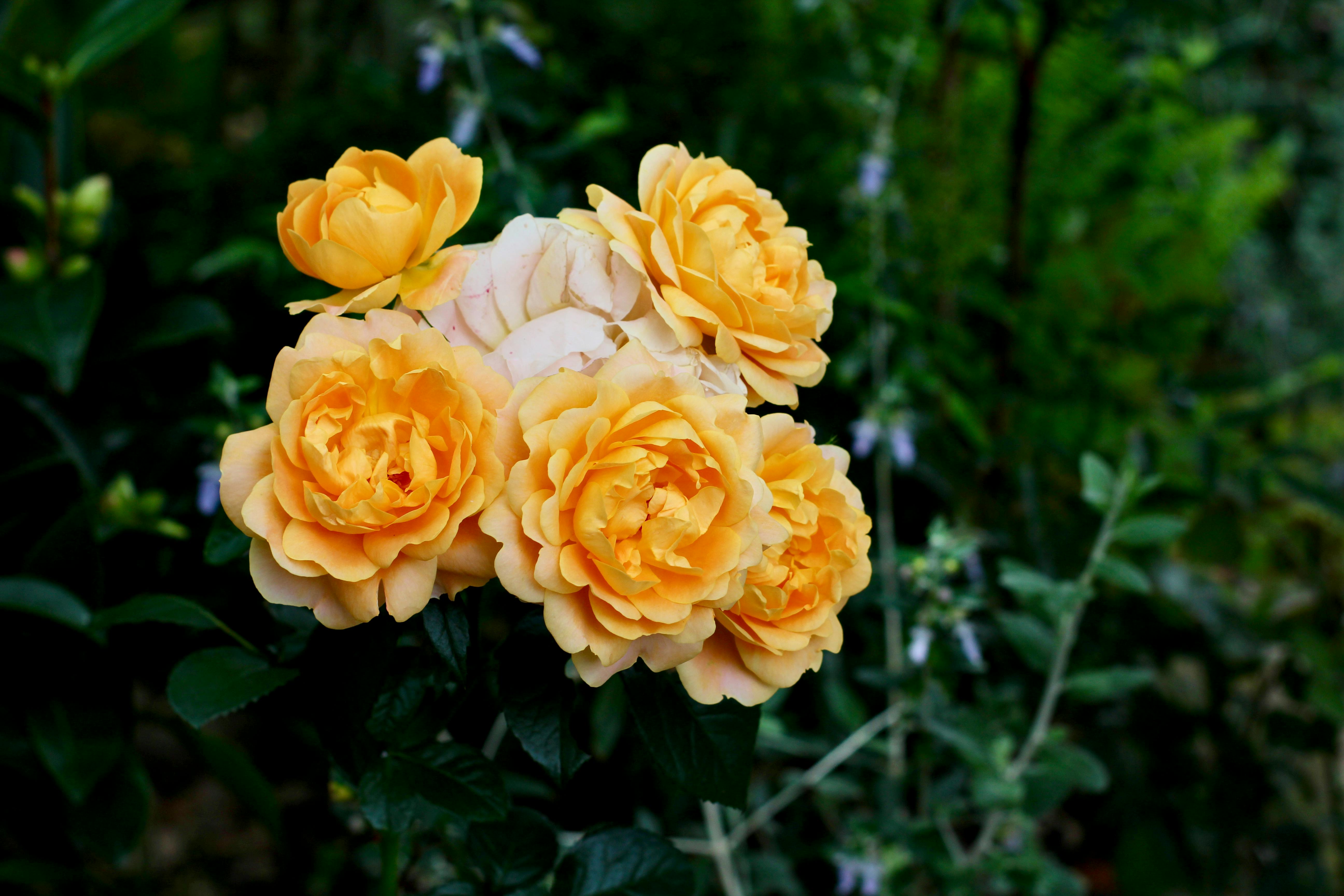 [ColoSach]-a-stunning-cluster-of-yellow-english-roses-in-full-bloom-against-lush-green-foliage.