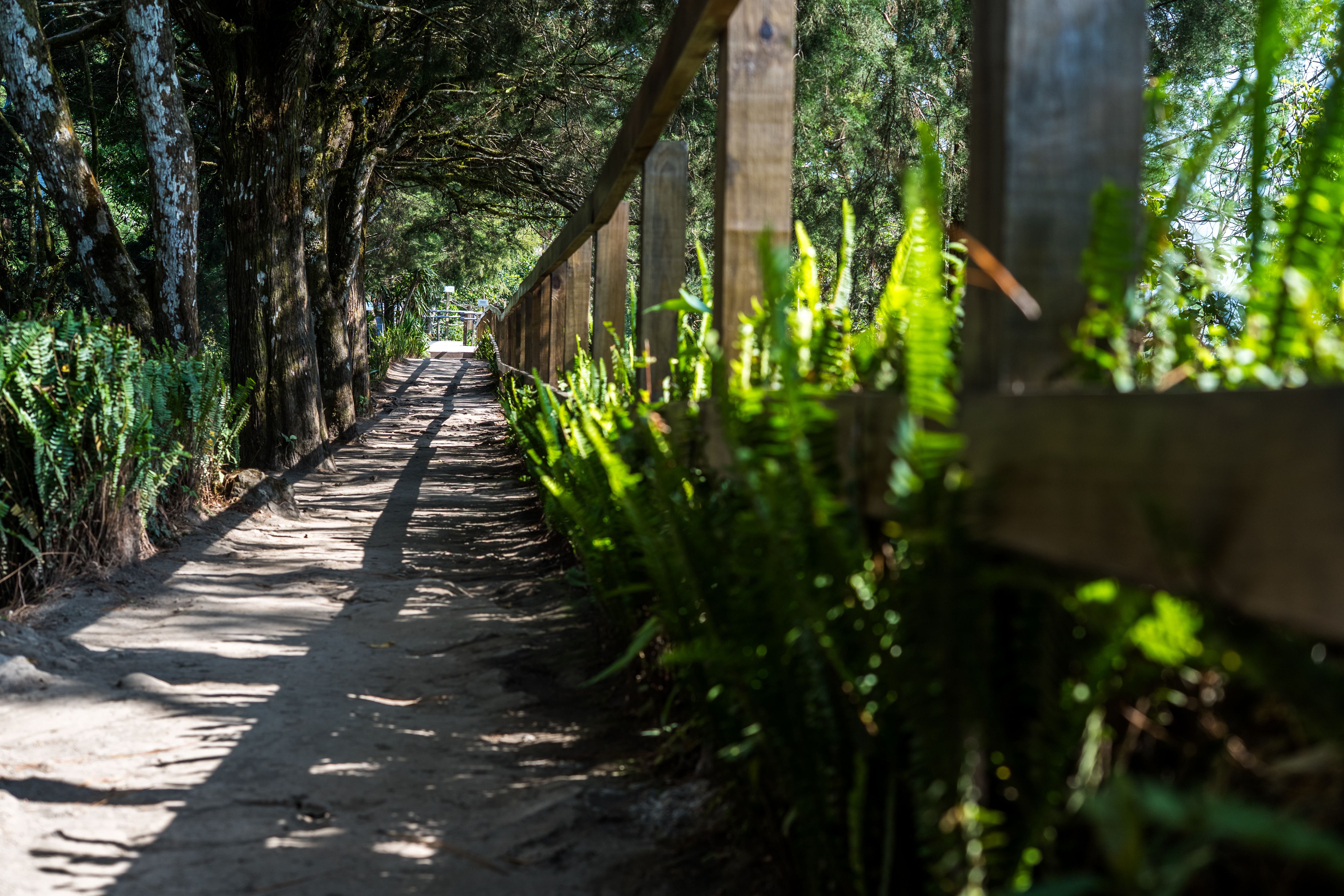 A garden path lined with ferns and trees in dappled light