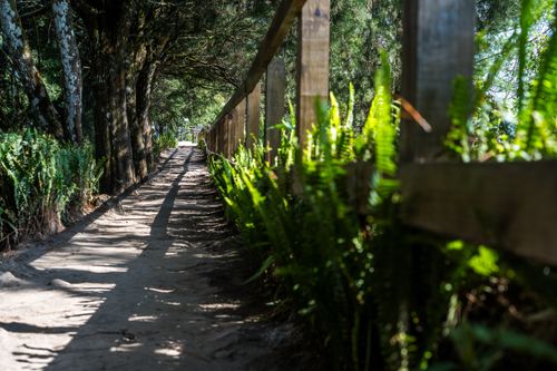 Free A scenic pathway in a lush forest, bordered by vibrant green ferns and rustic wooden fence. Stock Photo