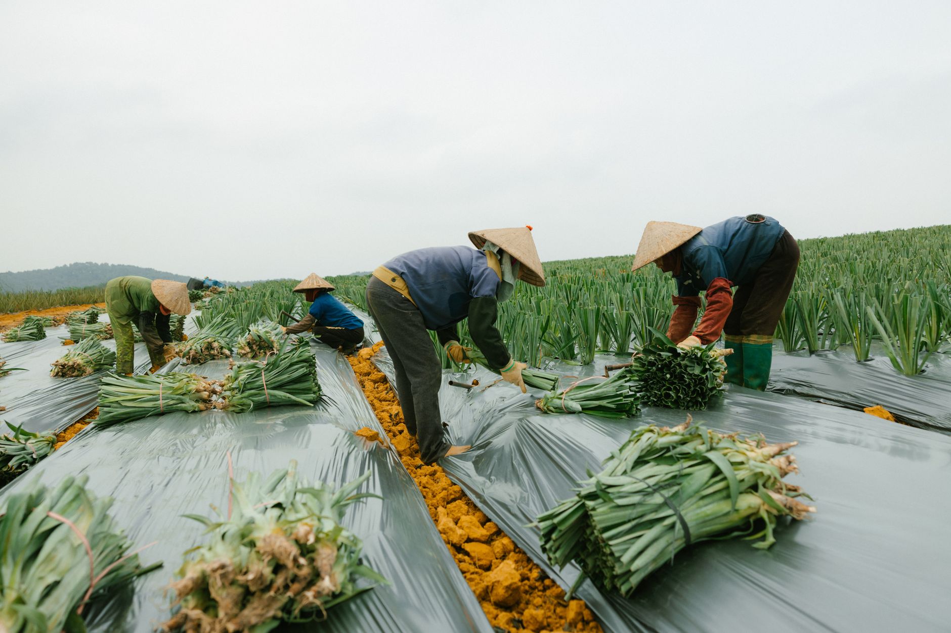 Peones agrícolas trabajando en equipo en la explotación durante la cosecha